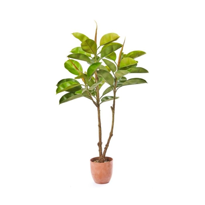 PIANTA FICUS PANDORATO X46 CM1